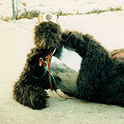 Can you guess who this King of Bears is? (circa 1984)