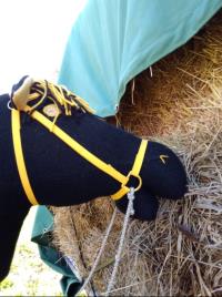 Photograph: Goldeneye Del Equestra Du Korsväg